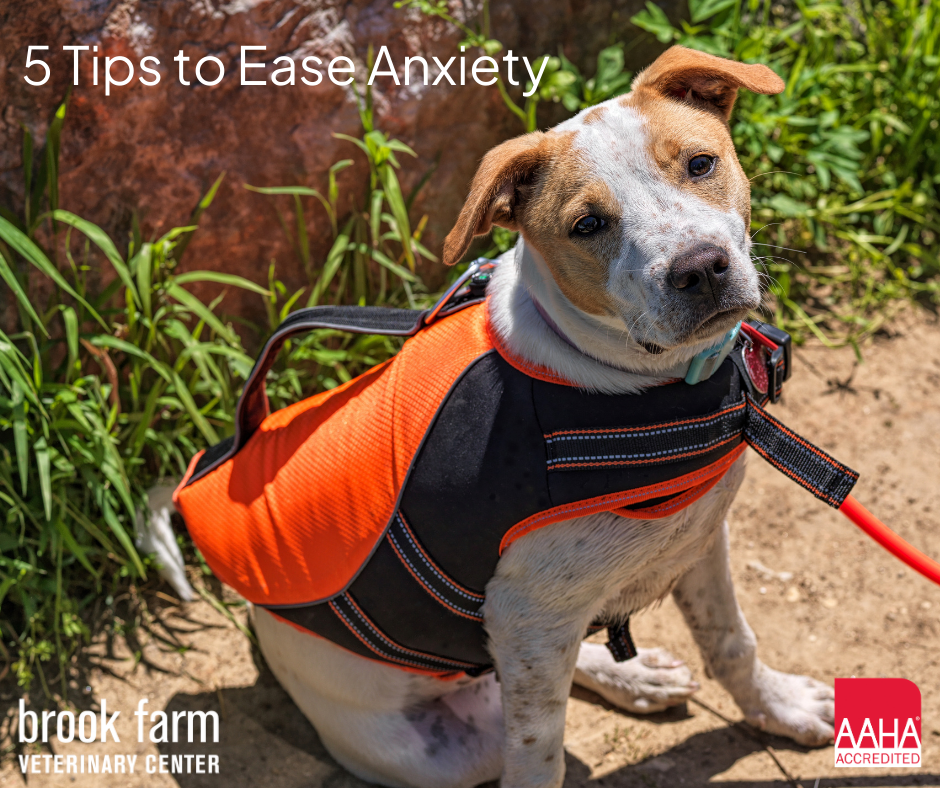 Can A Dog Harness Ease Anxiety?